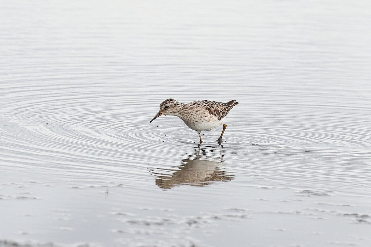 langtåsnipe - ML618200700