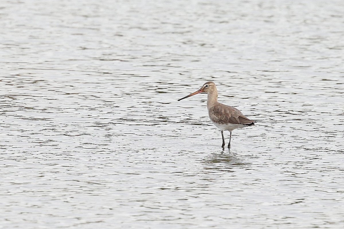 Black-tailed Godwit - Chih-Wei(David) Lin