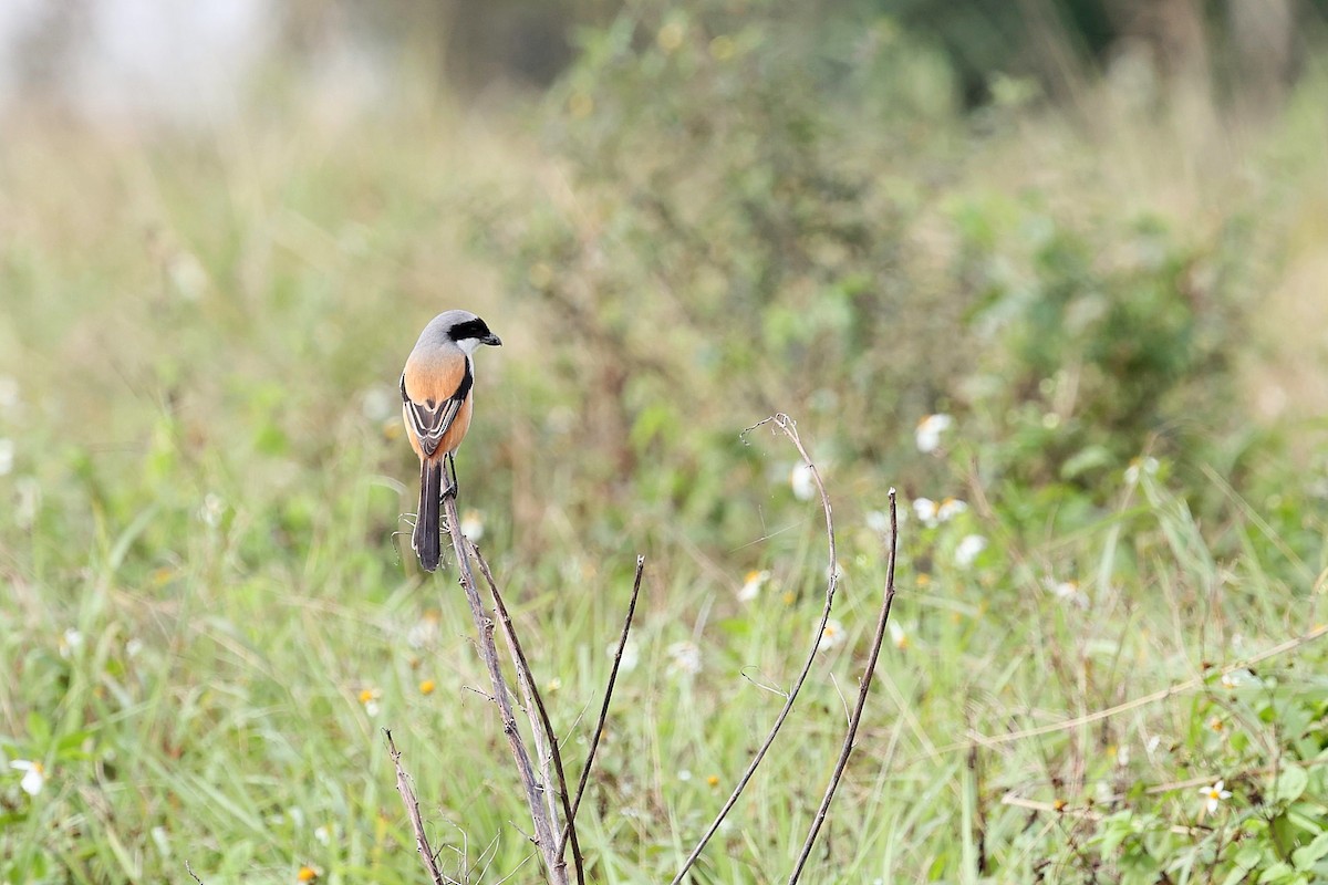 Long-tailed Shrike - ML618200705