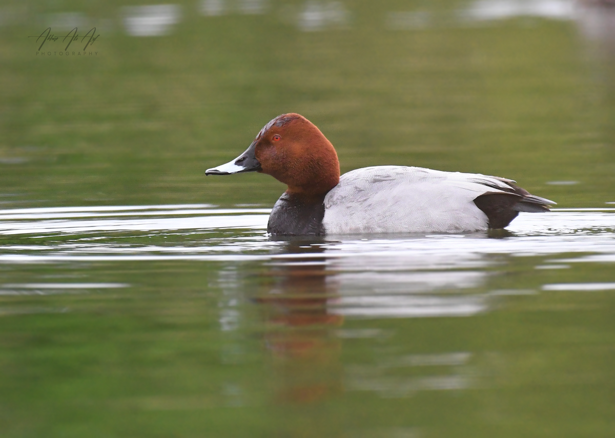 Common Pochard - ML618200715