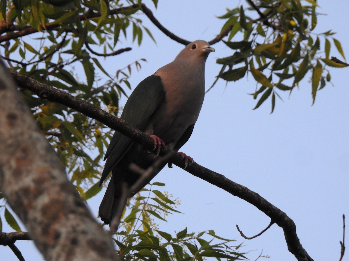 Green Imperial-Pigeon - ML618200716