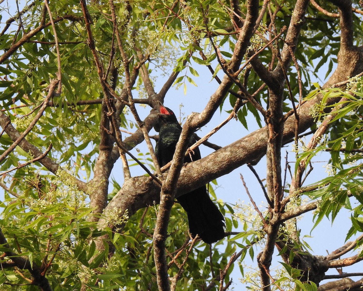 kukačka koel - ML618200719