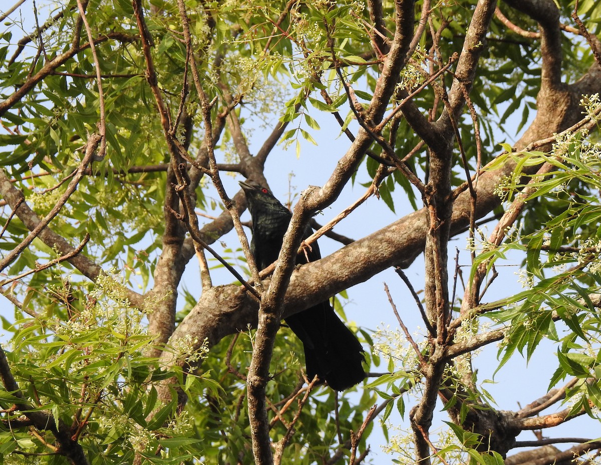 kukačka koel - ML618200720