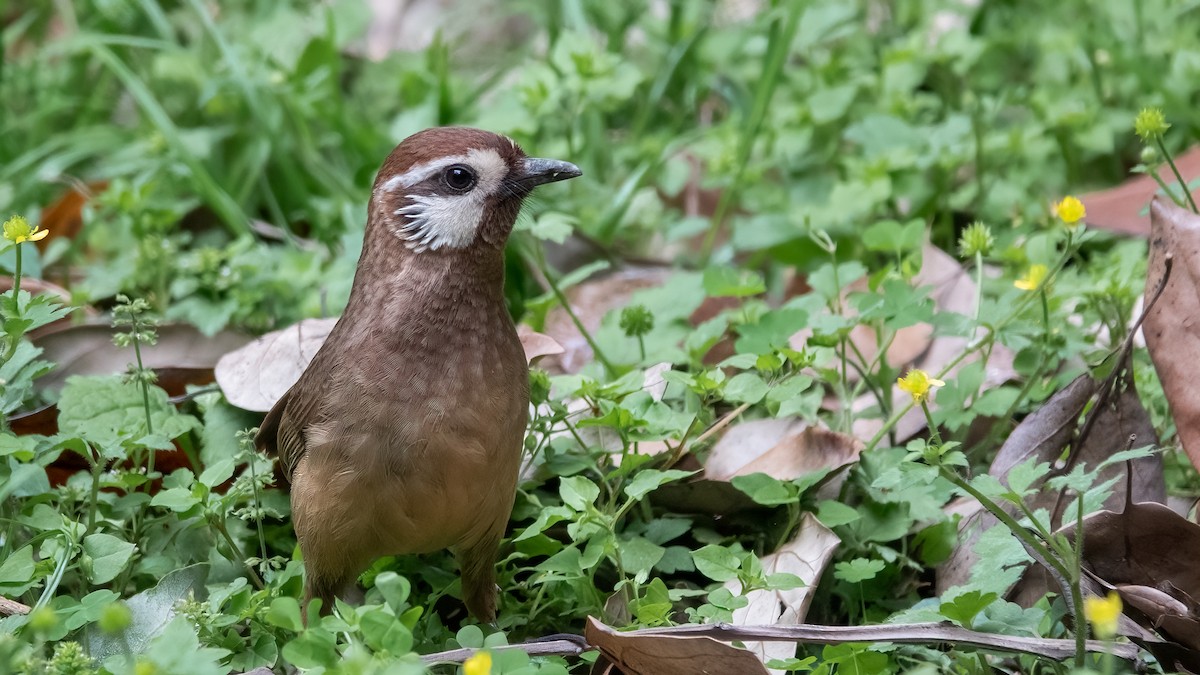 White-browed Laughingthrush - 冰 鸟