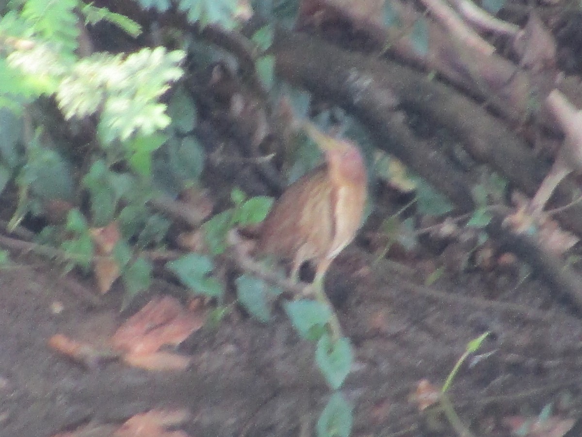 Cinnamon Bittern - ML618200728