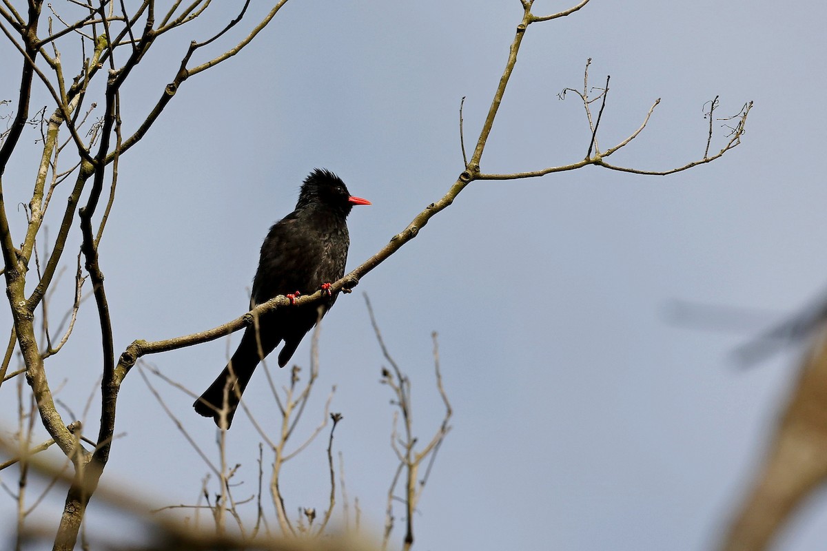 Black Bulbul - ML618200730