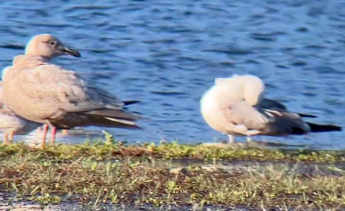 Herring Gull - ML618200734