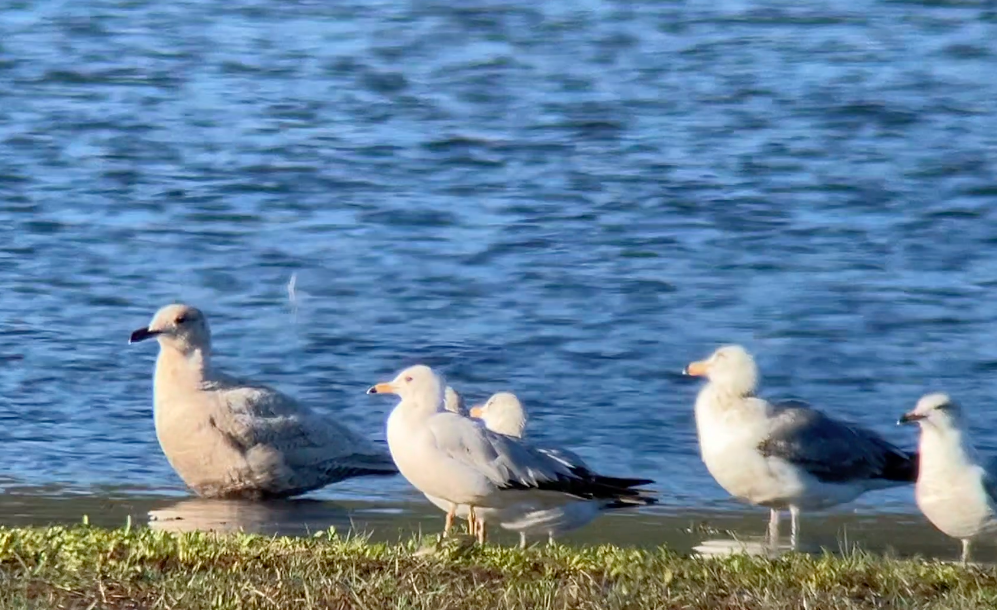 Gaviota Argéntea - ML618200739