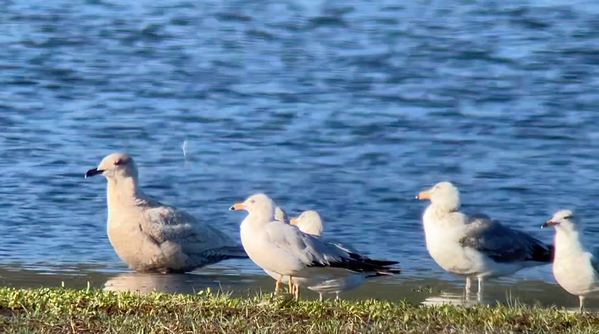 Herring Gull - ML618200740