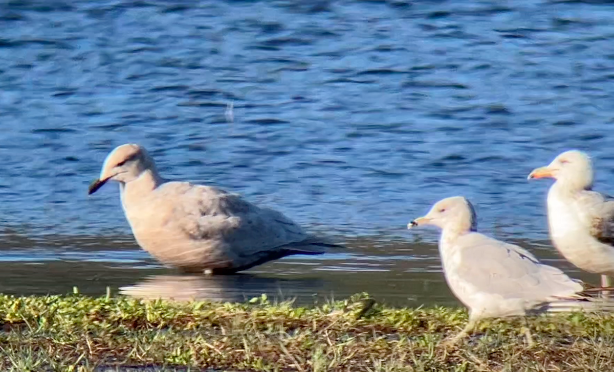 Gaviota Argéntea - ML618200741