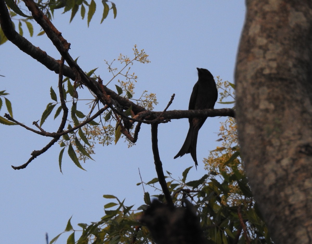 White-bellied Drongo - ML618200744