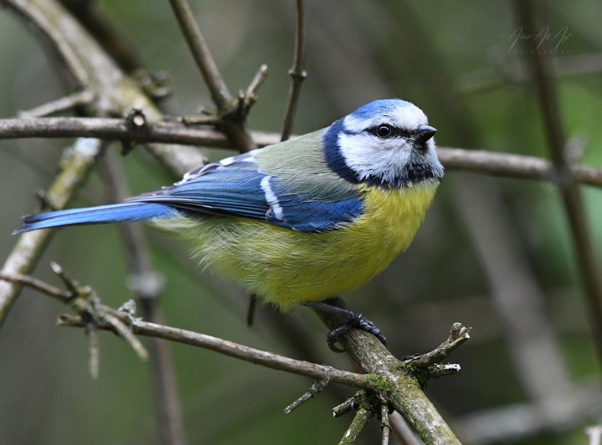 Eurasian Blue Tit - ML618200752