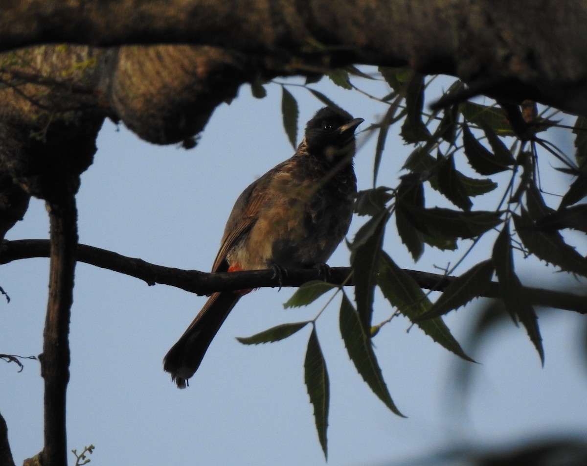 Red-vented Bulbul - ML618200762