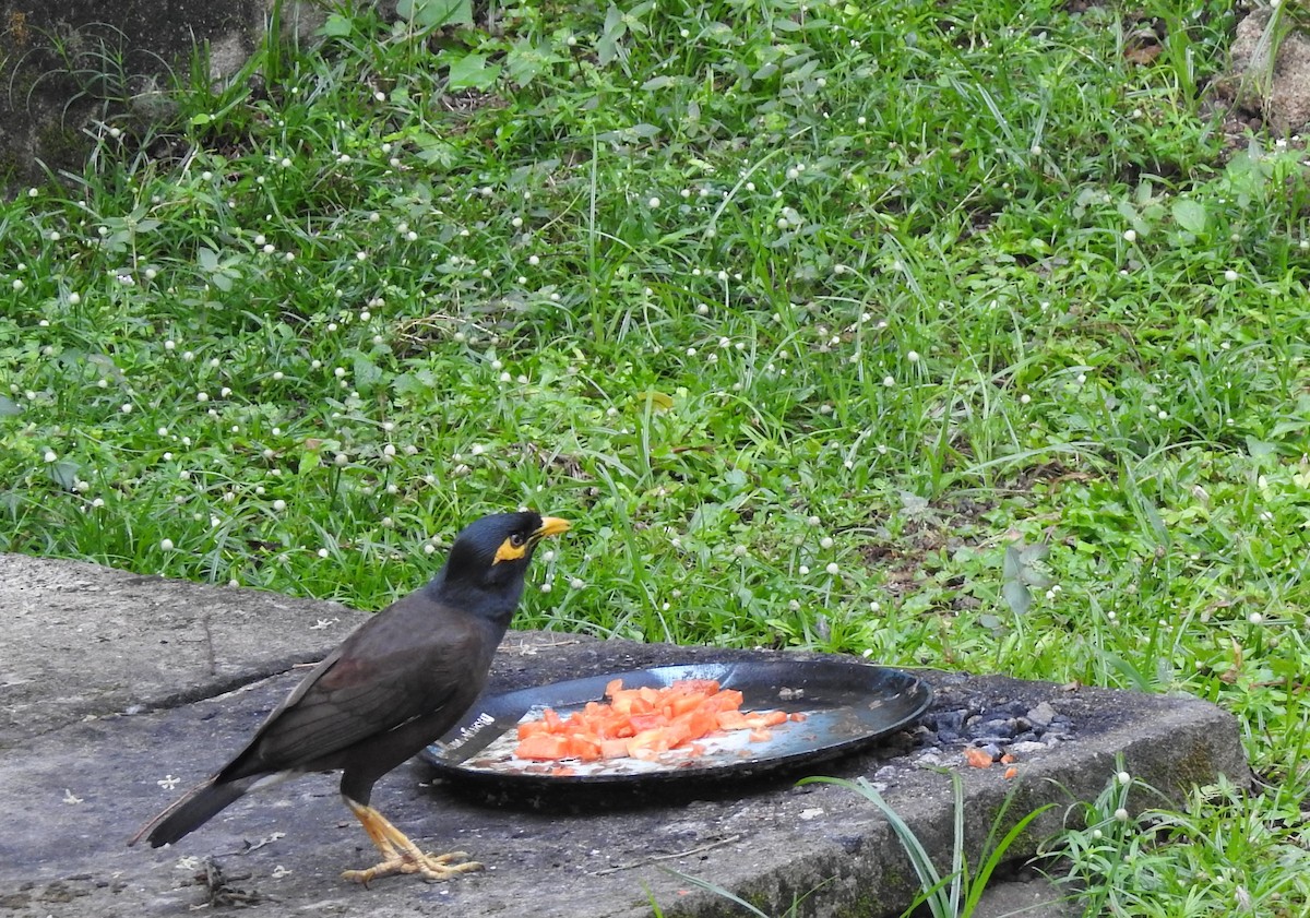 Common Myna - ML618200765