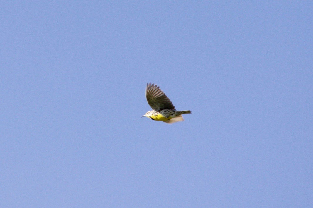 Western Meadowlark - ML618200770