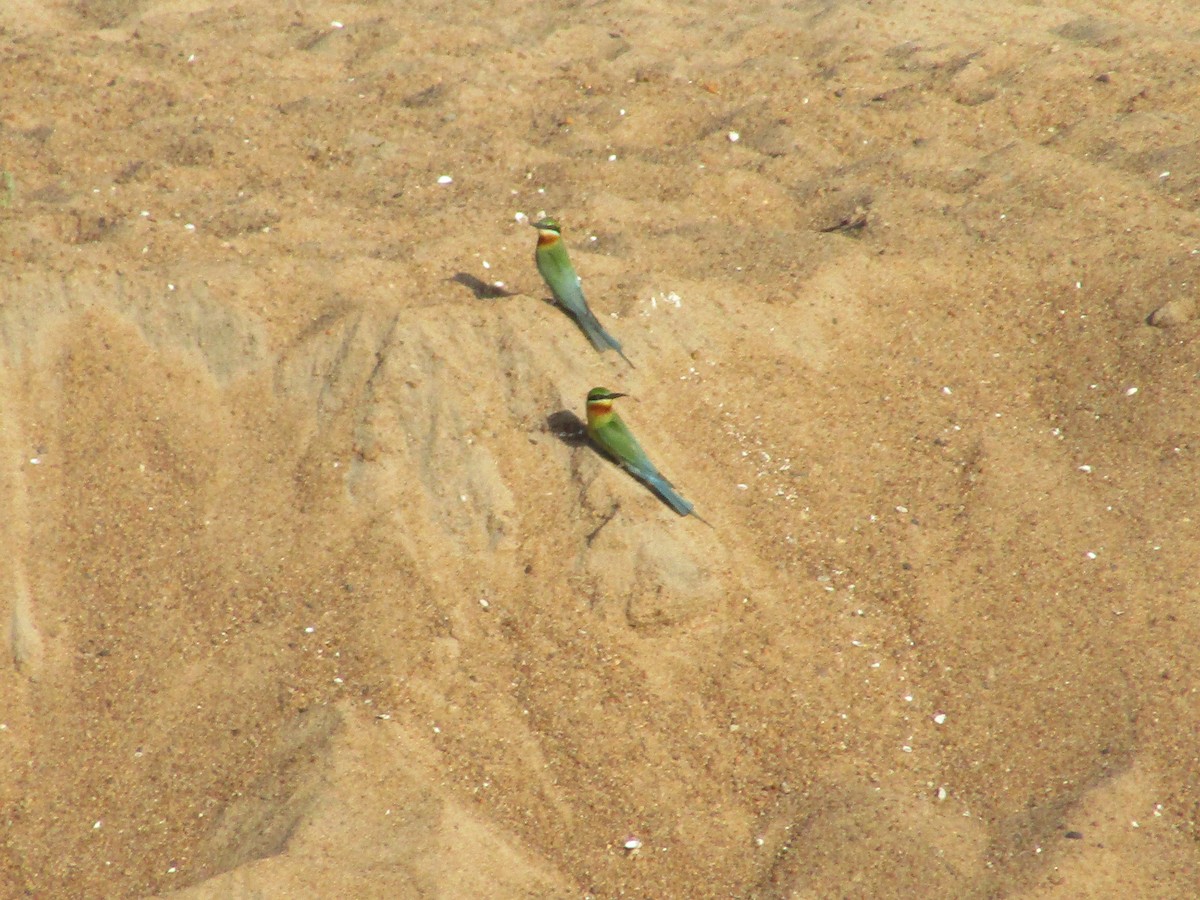 Blue-tailed Bee-eater - ML618200771