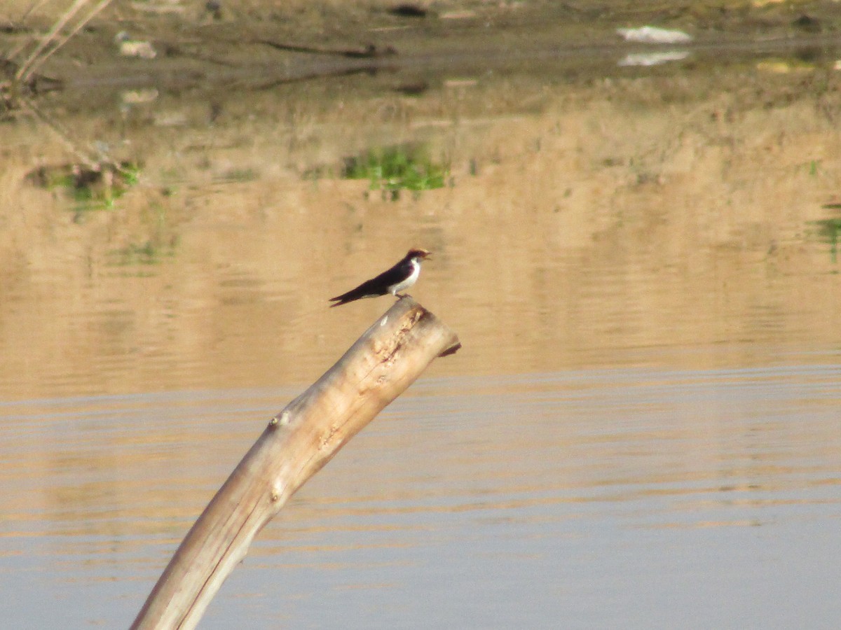 Golondrina Colilarga - ML618200774