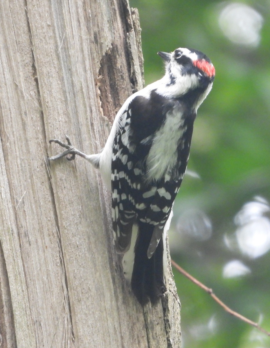 Downy Woodpecker - ML618200775