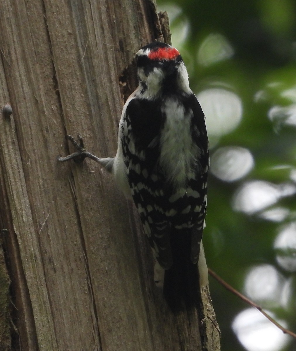 Downy Woodpecker - ML618200776