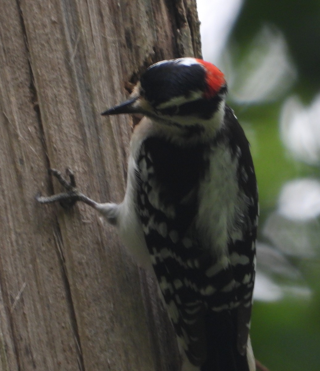 Downy Woodpecker - ML618200777