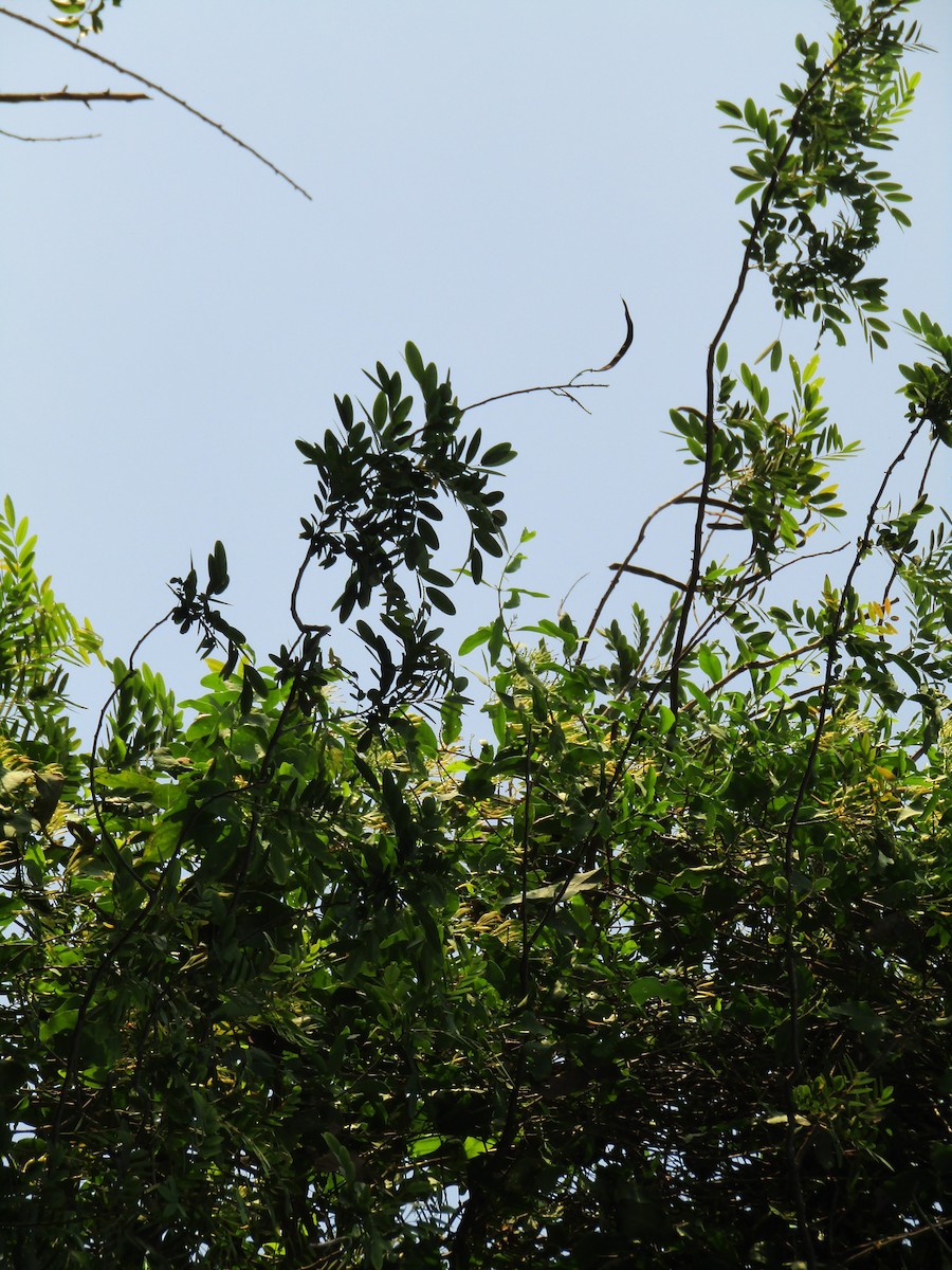 Jerdon's Leafbird - ML618200778