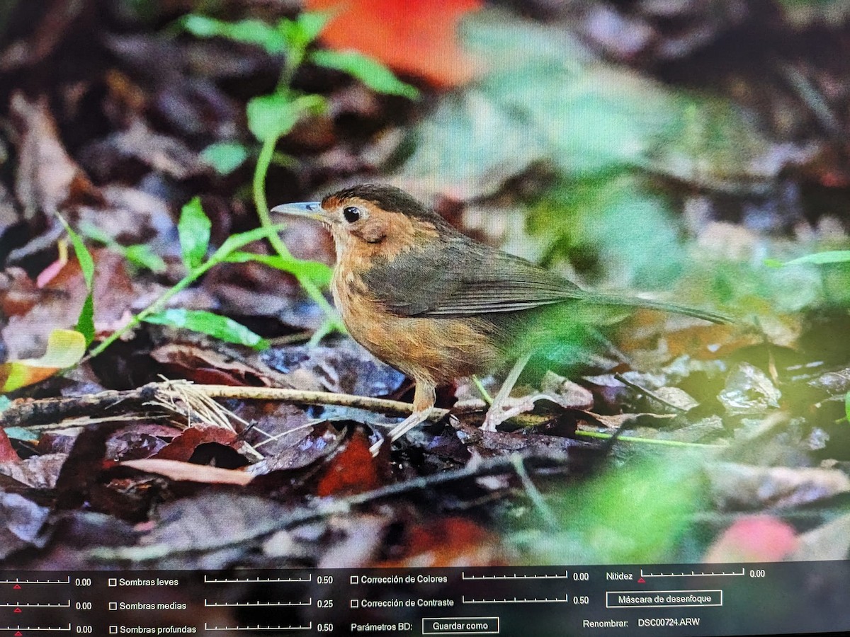 Brown-capped Babbler - ML618200779