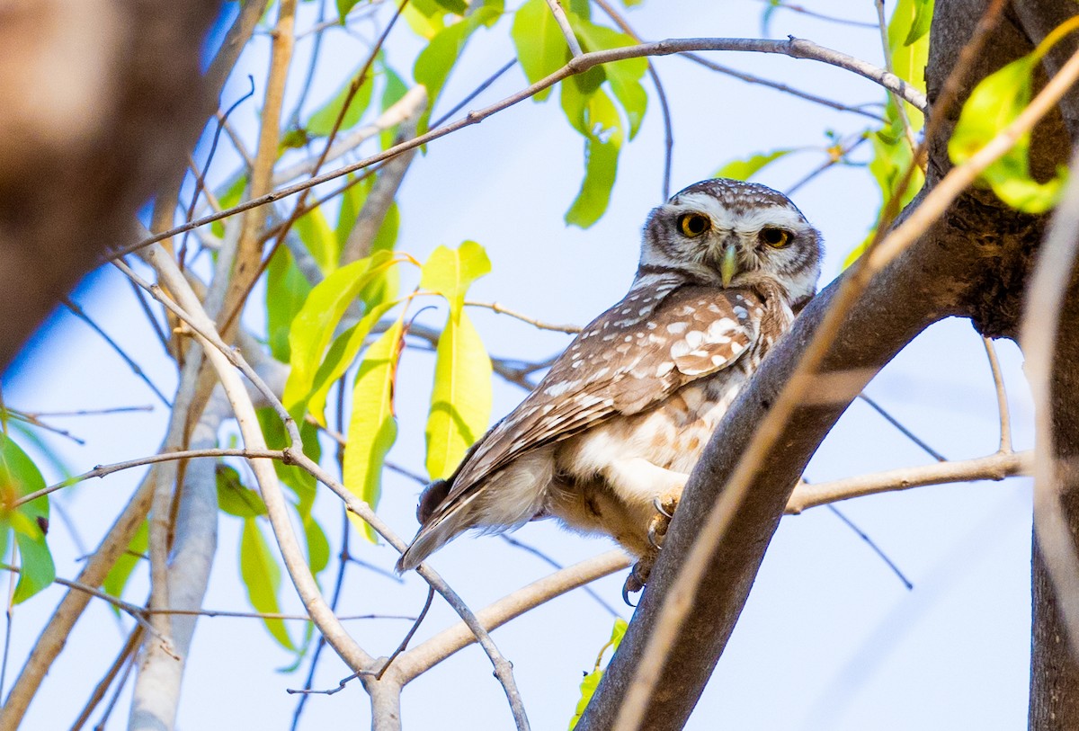Spotted Owlet - Abhijit Chandankhede