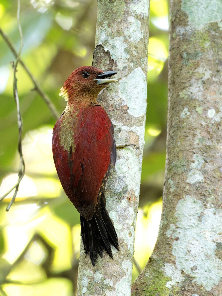 Banded Woodpecker - Evelyn Lee