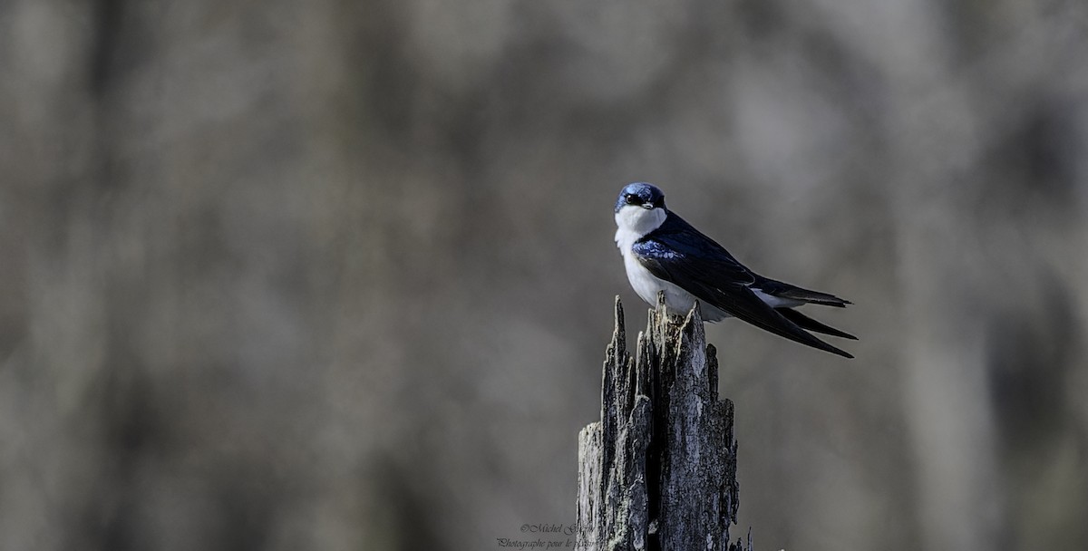 Tree Swallow - ML618200801