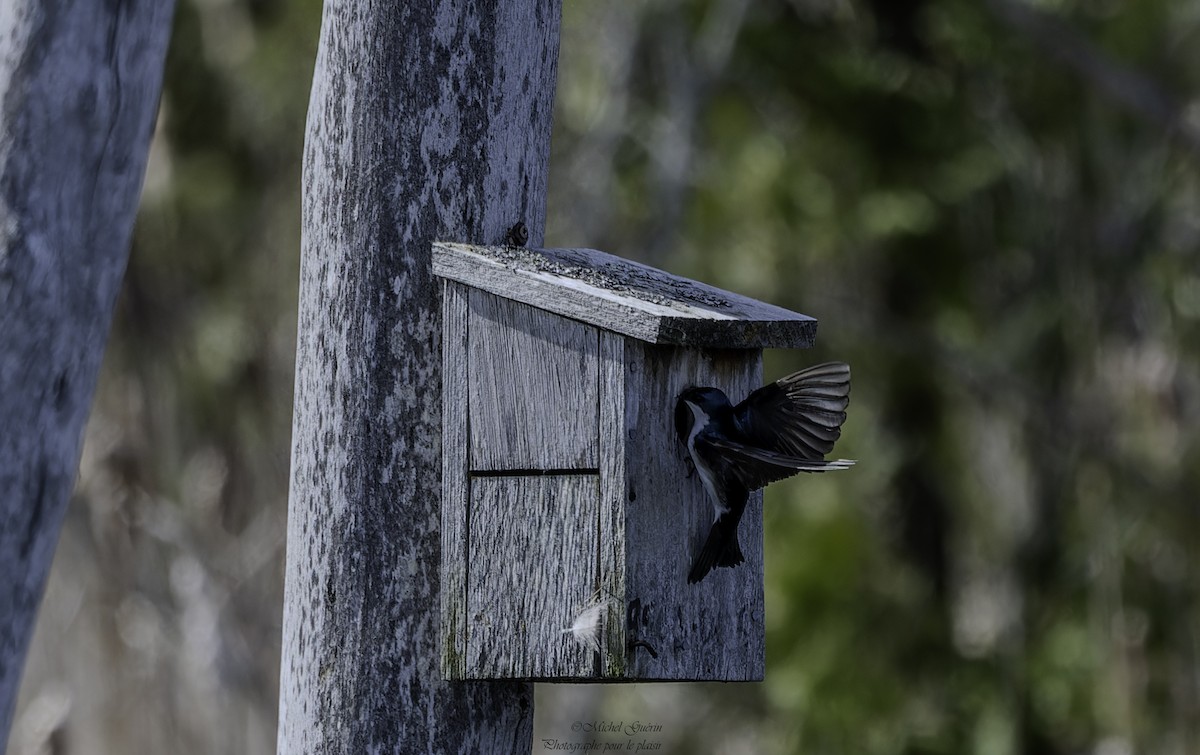 Tree Swallow - ML618200803