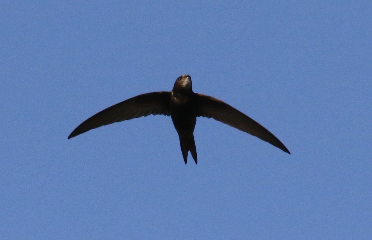 Common Swift - Frank Mantlik