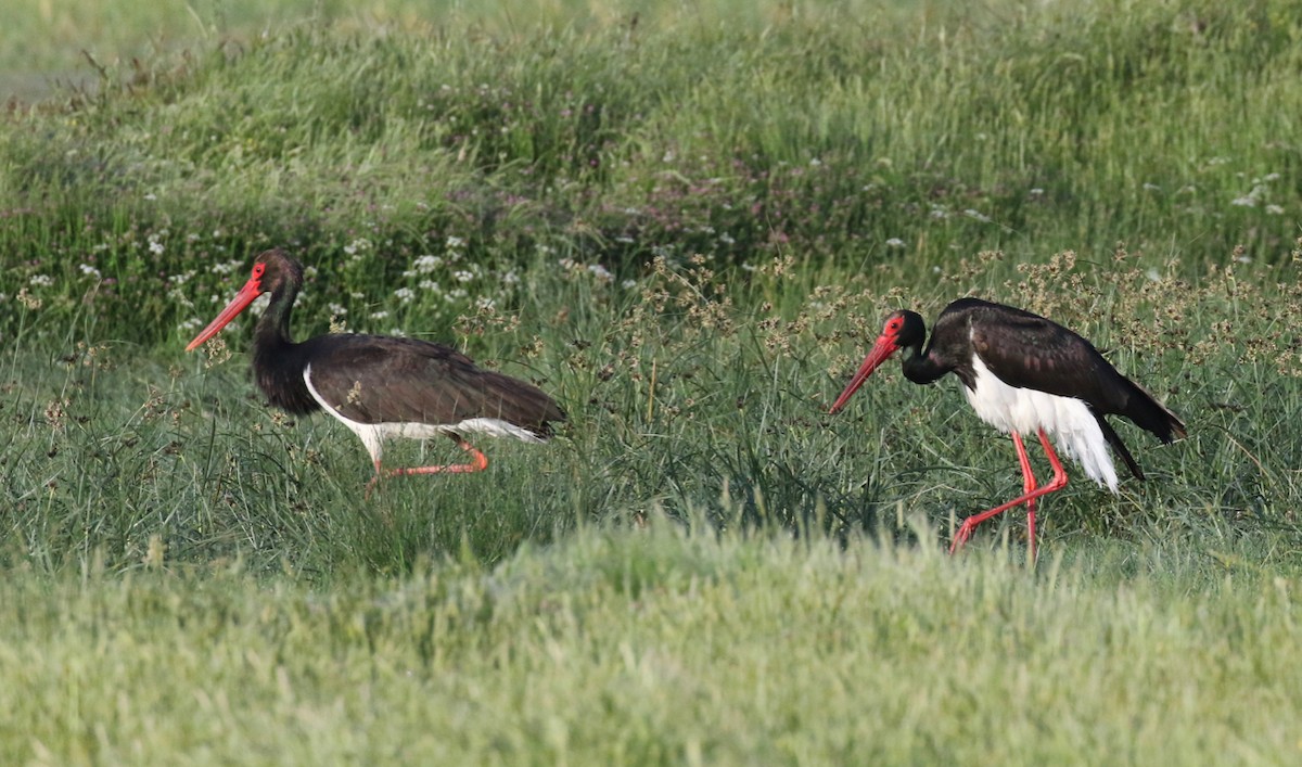 Black Stork - Frank Mantlik