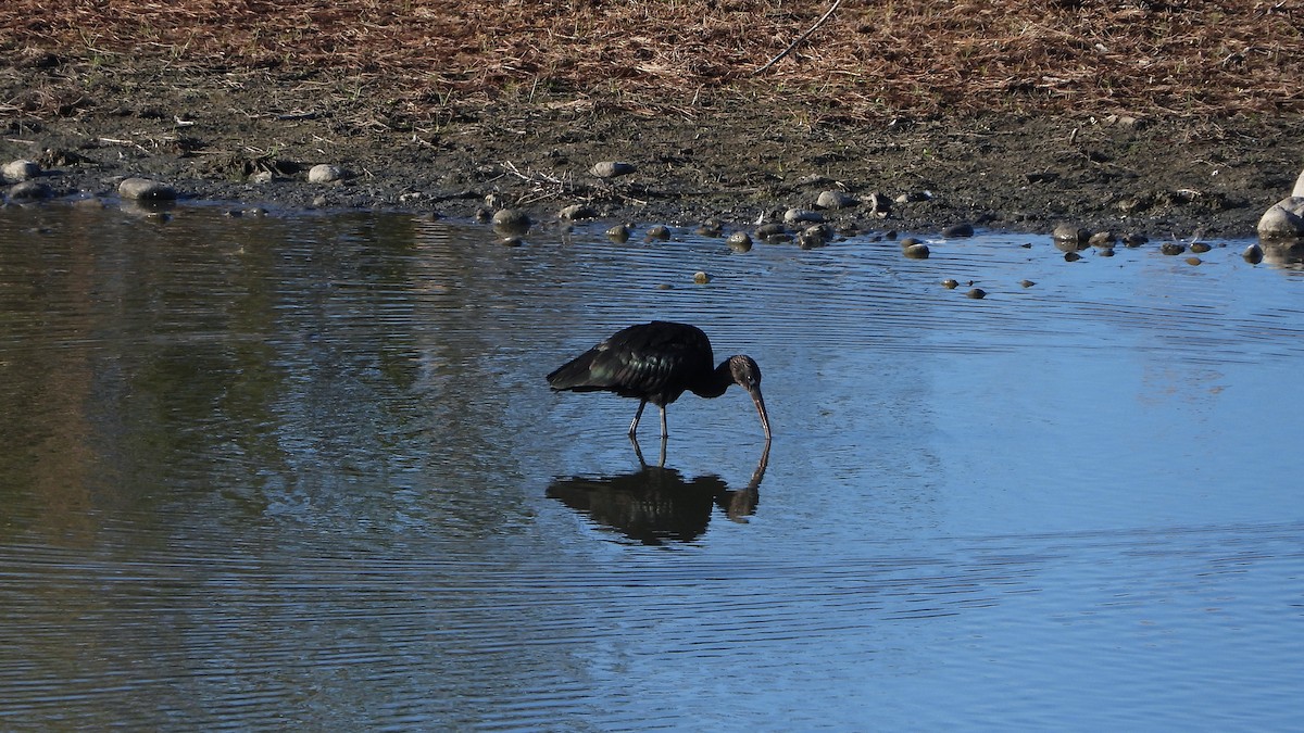 Glossy Ibis - Bruno Caula