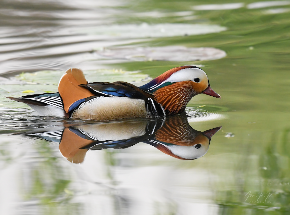 Mandarin Duck - ML618200852