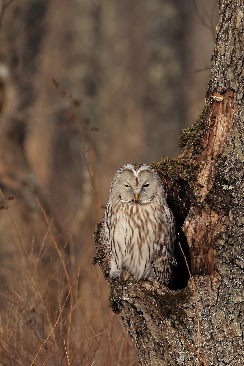 Ural Owl - ML618200872