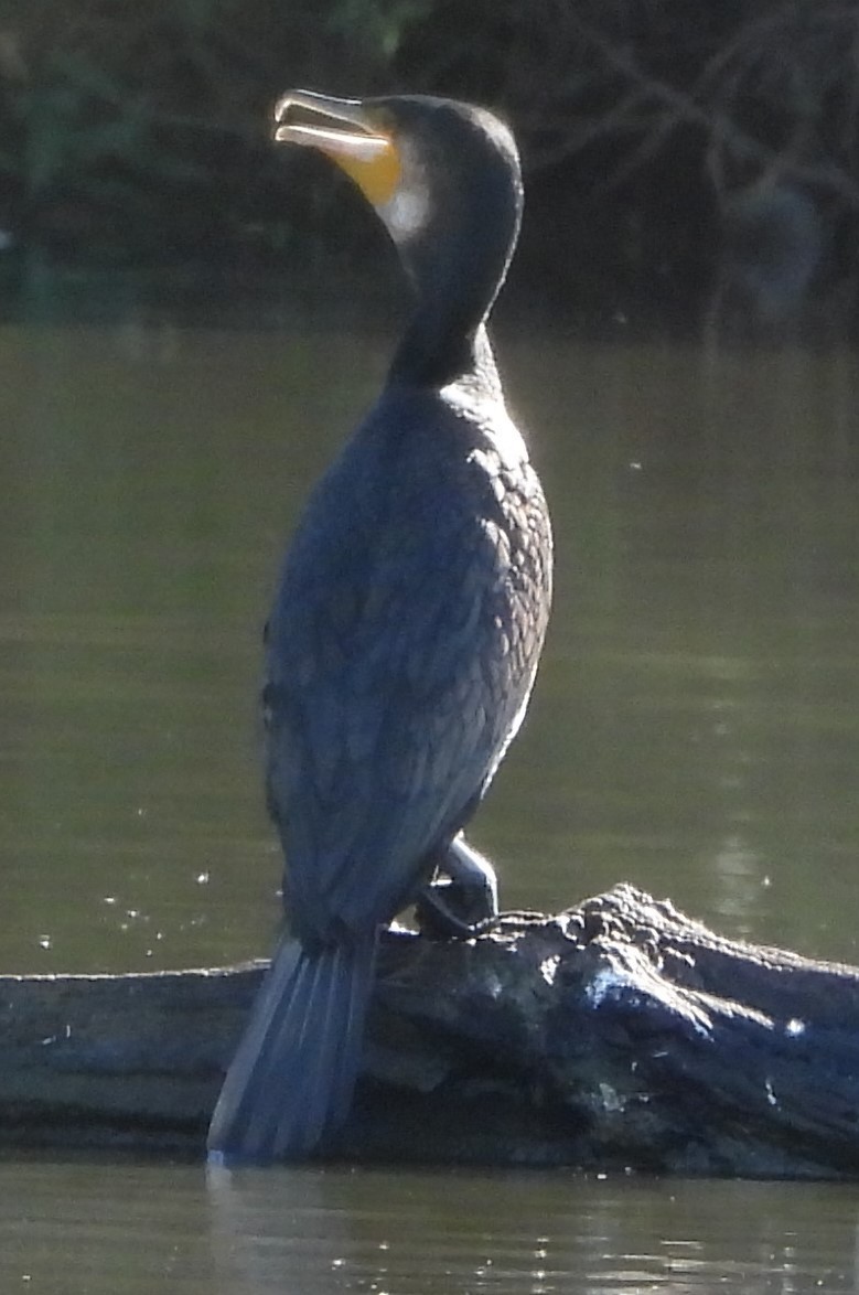 Great Cormorant - ML618200883