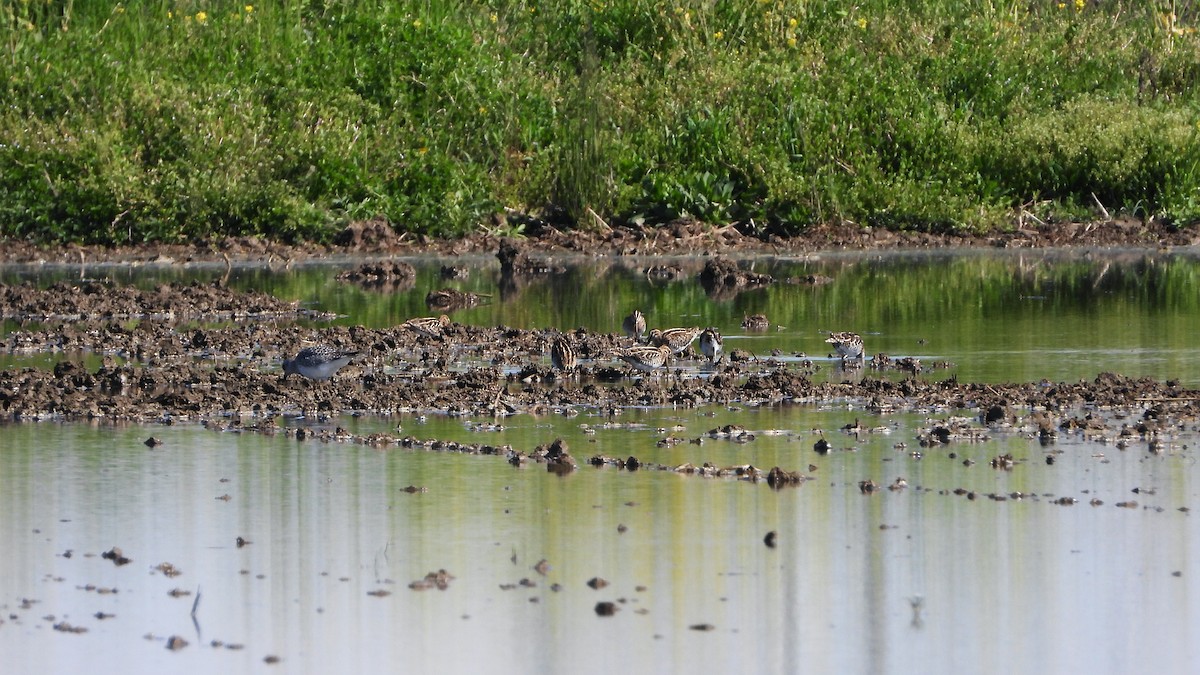 Common Snipe - Bruno Caula