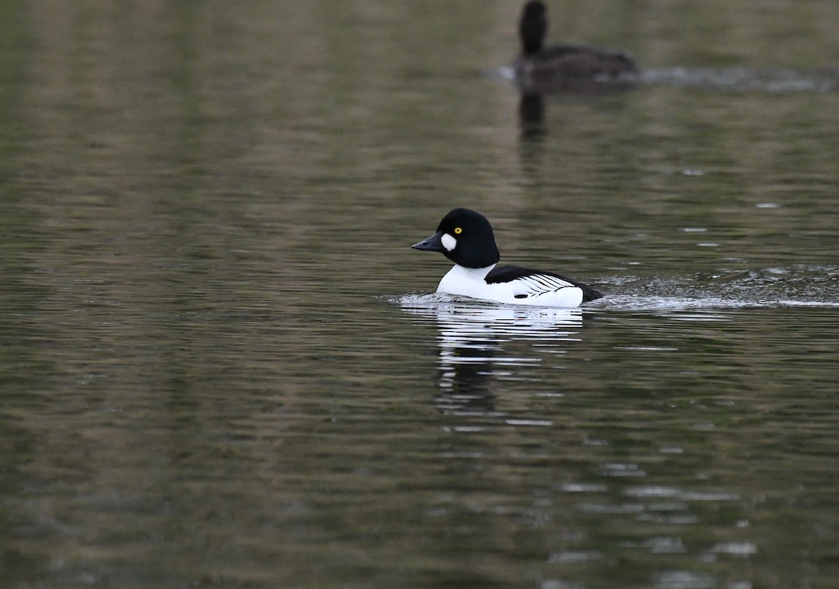 Common Goldeneye - ML618200902
