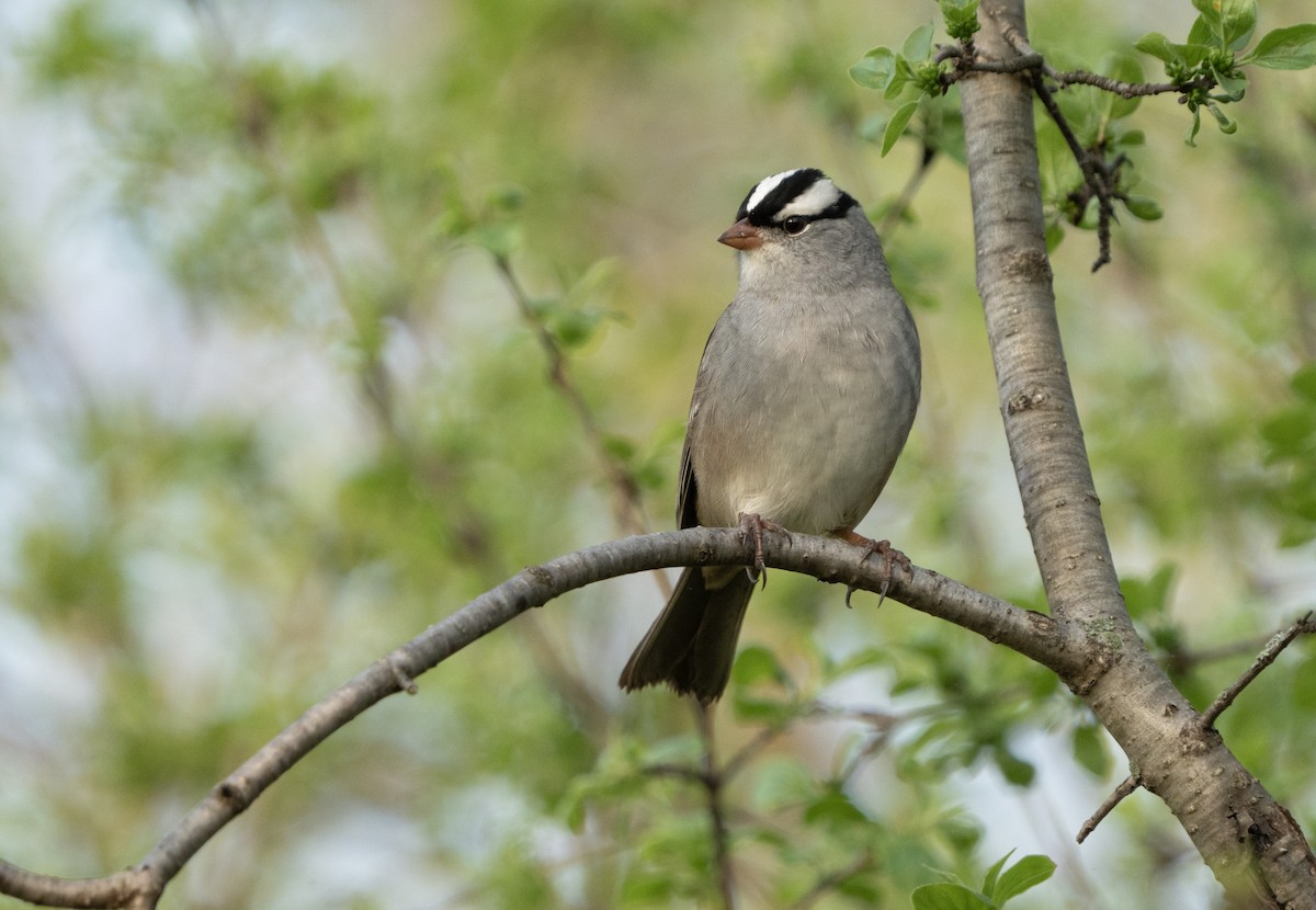 White-crowned Sparrow - Justin Labadie