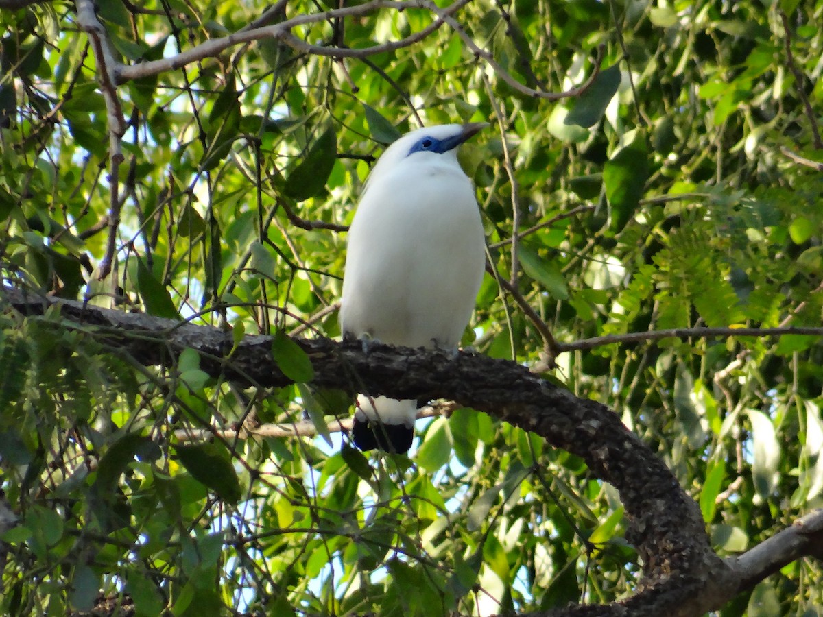 Bali Myna - Miguel Angel Benedicto