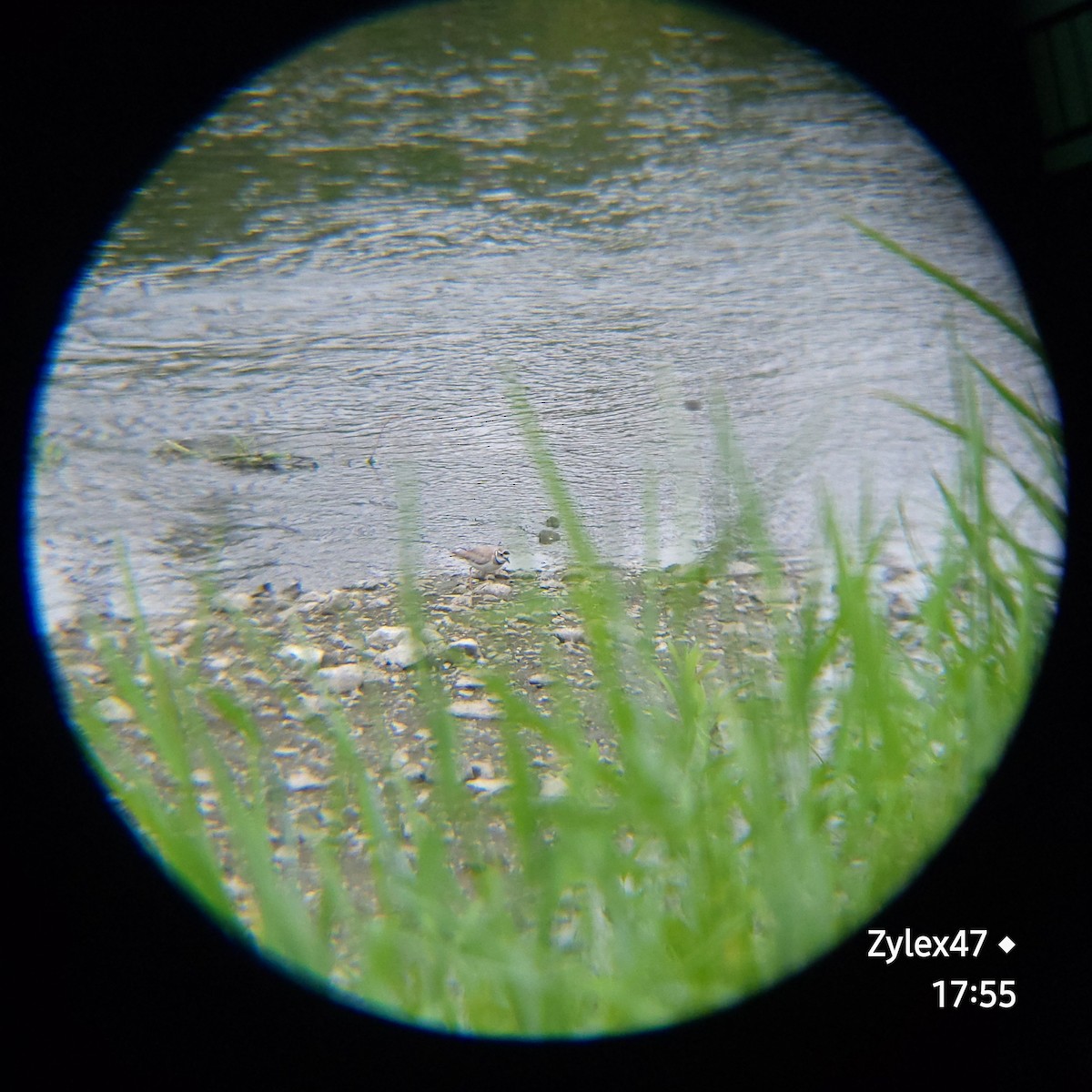 Long-billed Plover - Dusky Thrush