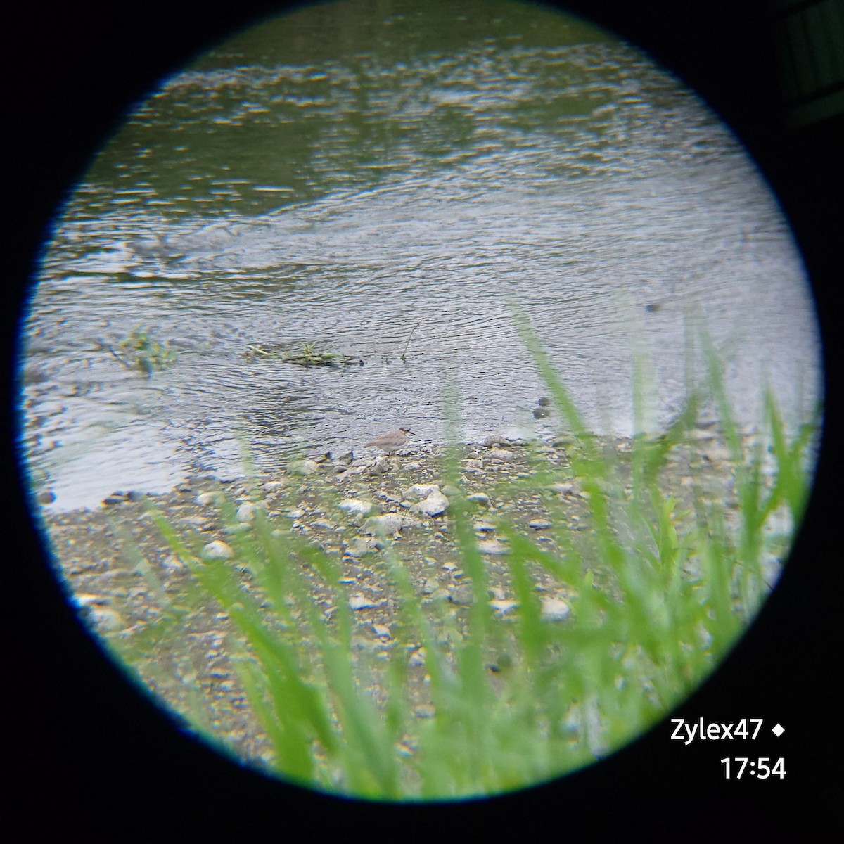 Long-billed Plover - Dusky Thrush