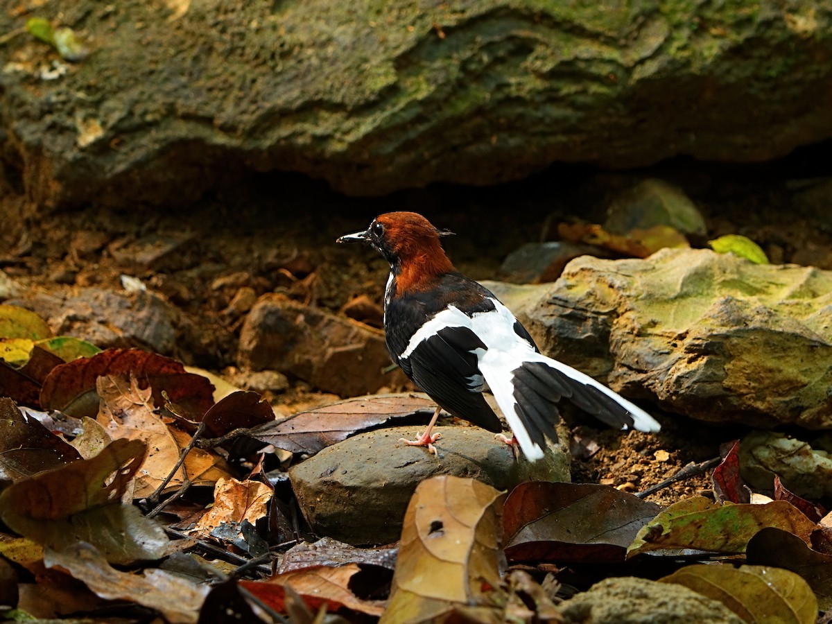 Chestnut-naped Forktail - ML618200975