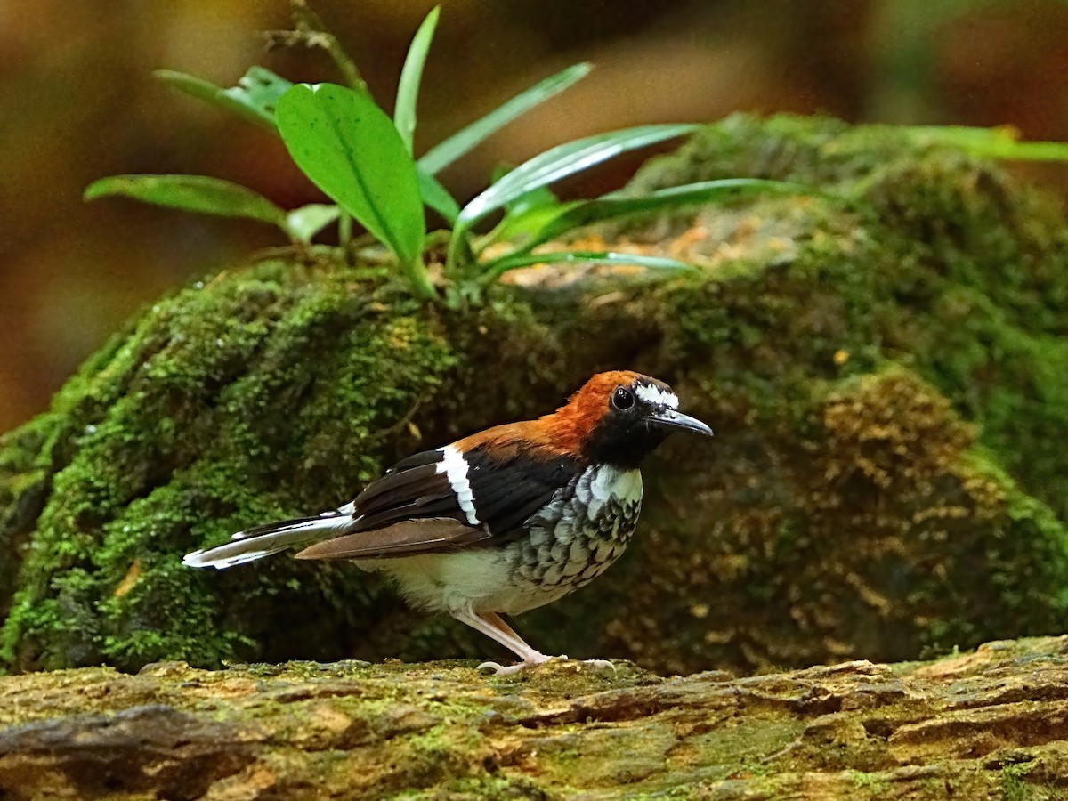 Chestnut-naped Forktail - ML618200977