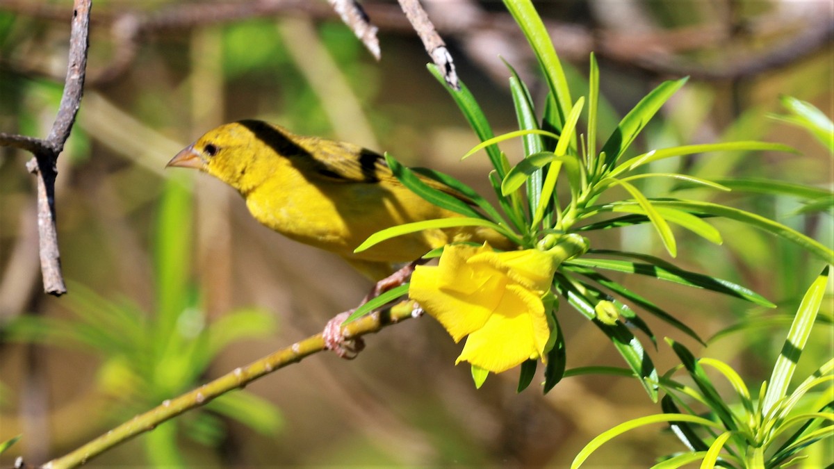African Golden-Weaver - ML618201004