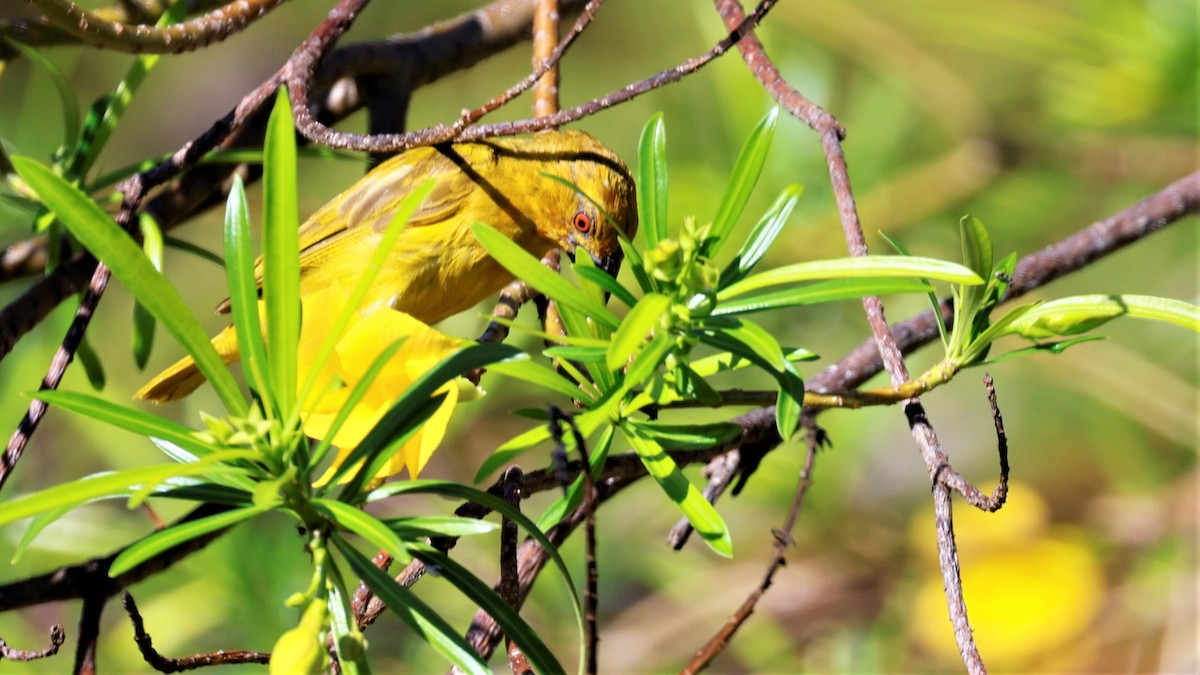 African Golden-Weaver - ML618201005