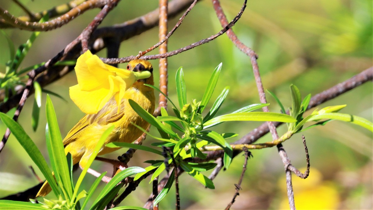 African Golden-Weaver - ML618201006