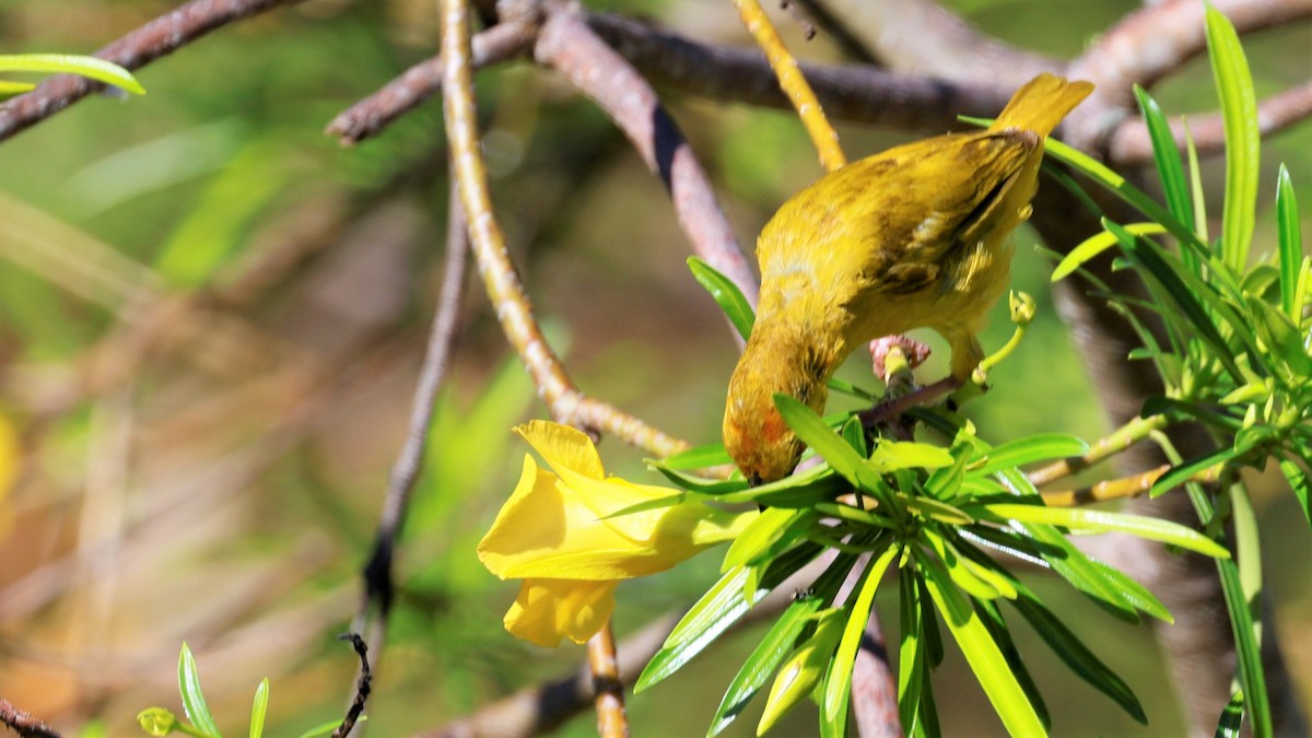 African Golden-Weaver - ML618201007
