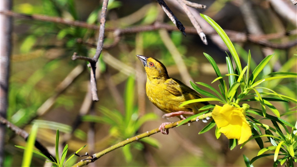 African Golden-Weaver - ML618201008