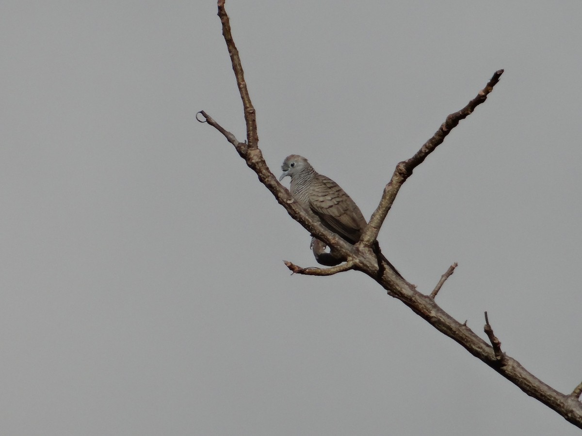 Zebra Dove - ML618201085